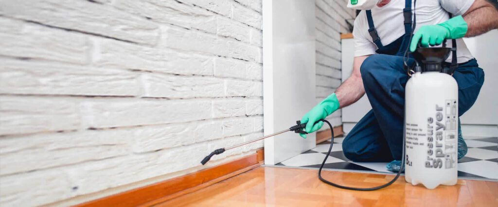 Quelles sont les prestations d’une entreprise de désinsectisation ?